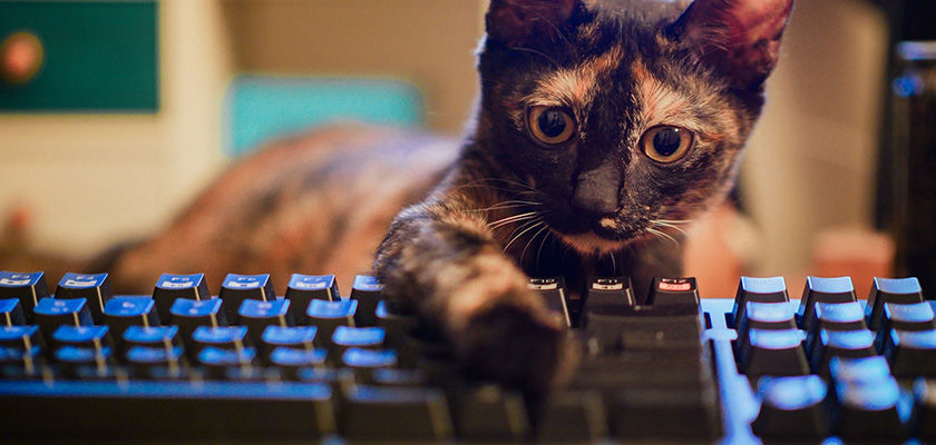 一只在玩键盘的猫咪